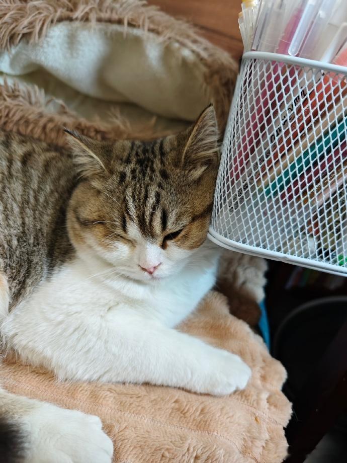 猪咪 ​​​