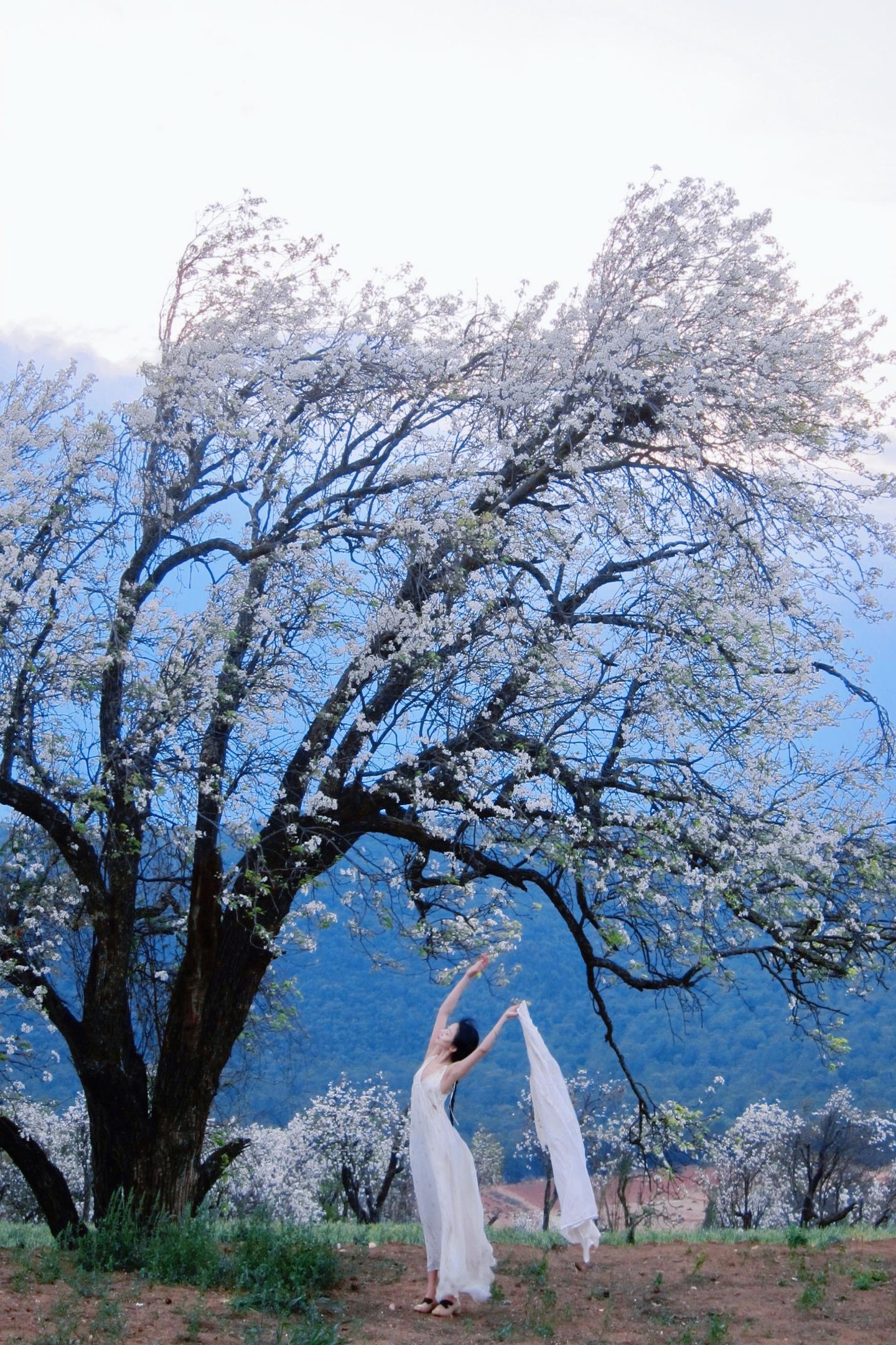 千树万树梨花开