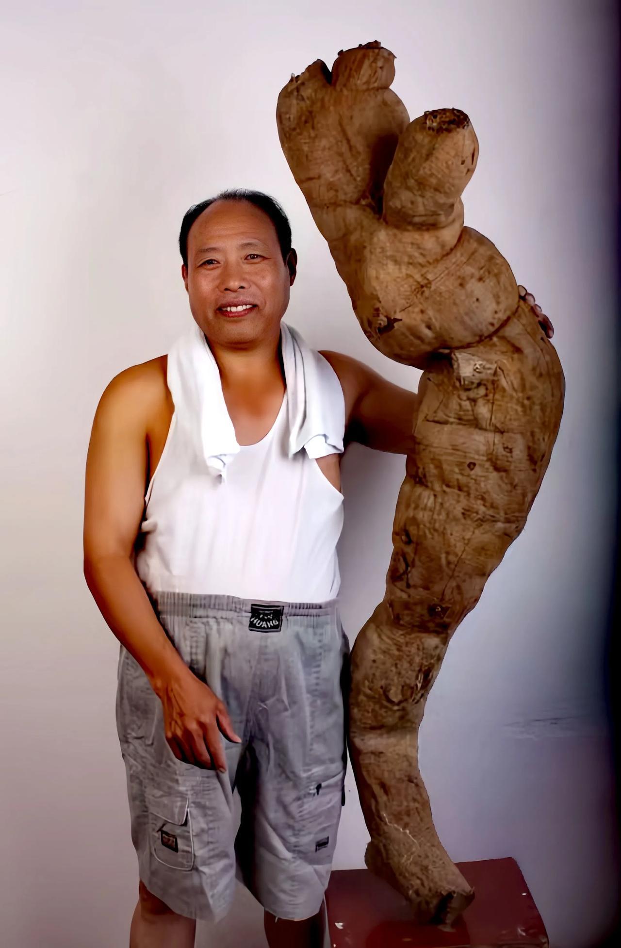 粗大的葛根通常生长时间较长，所以积累的有效成分或许会更多。 葛根收获季节 葛根自