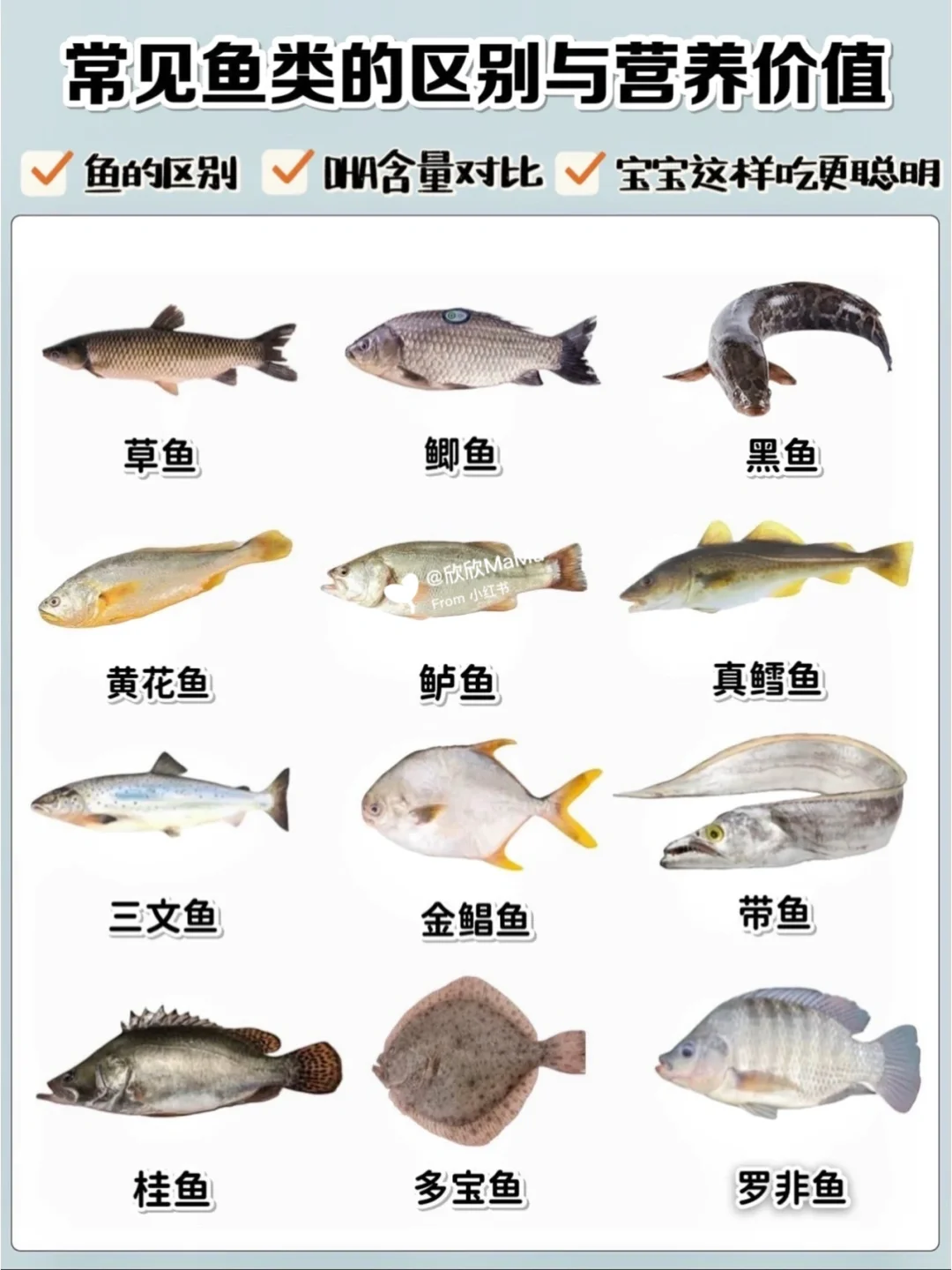 常见鱼类的区别和营养价值！做法‼️DHA含量✅