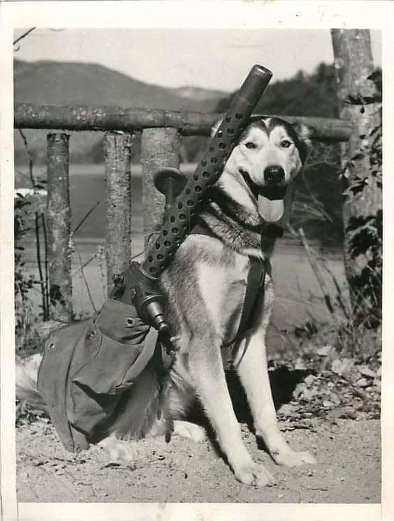 1942年，美军一只雪橇辎重犬，背着勃朗宁M1919机枪～ 