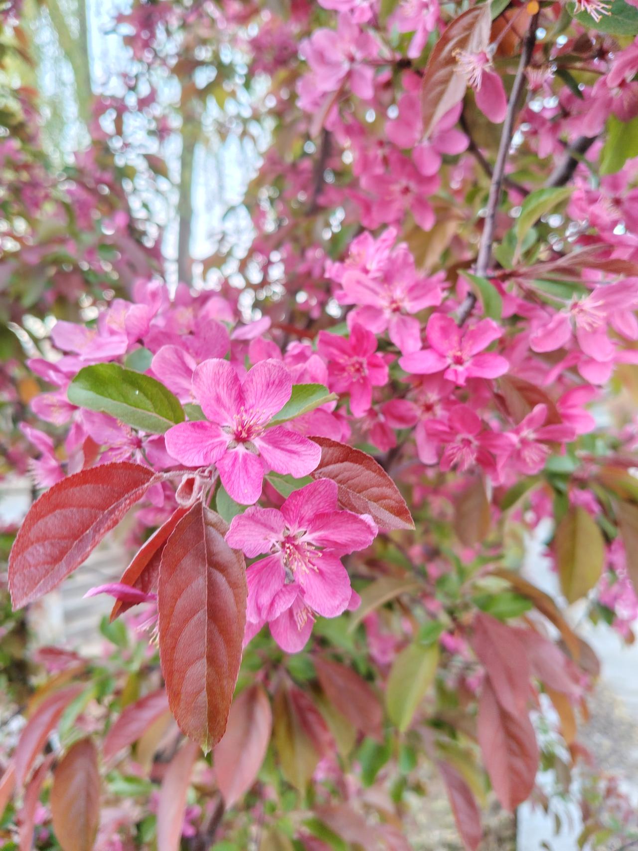 这海棠花看着不起眼，却开得比谁都认真。花瓣透着劲儿，连新叶都跟着热热闹闹的，半点