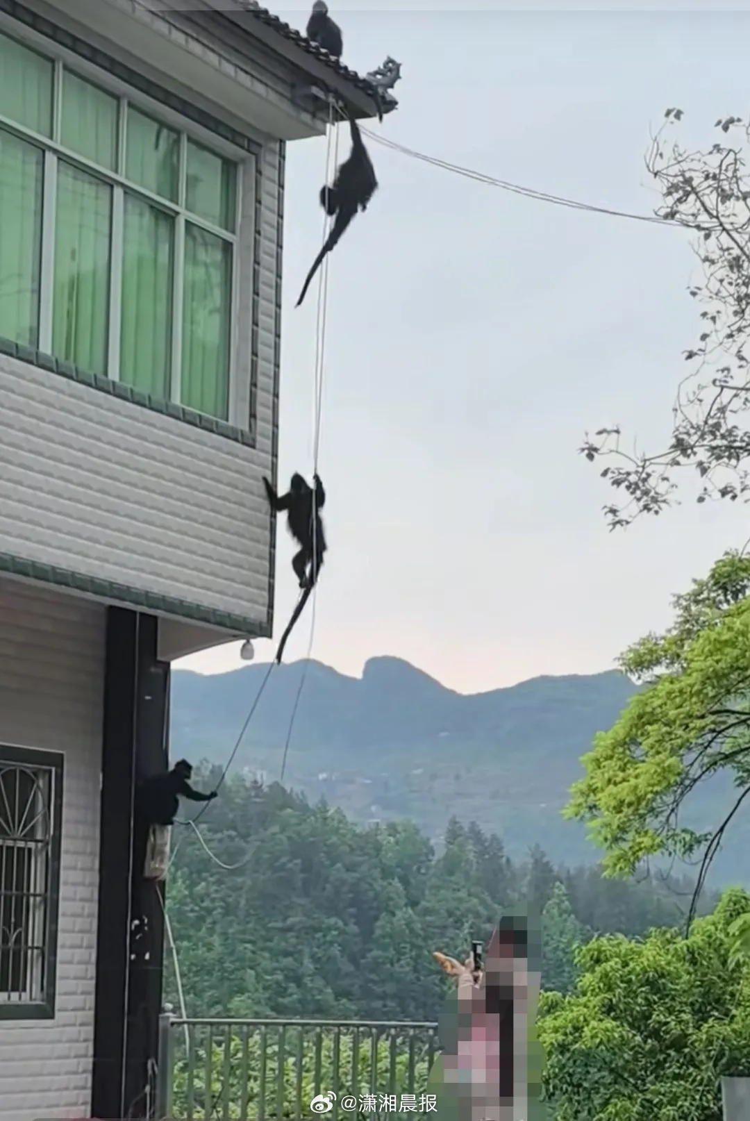 【#全球仅2千只的黑叶猴在民居屋顶玩#，#保护区回应濒危黑叶猴在民居屋顶玩#：散