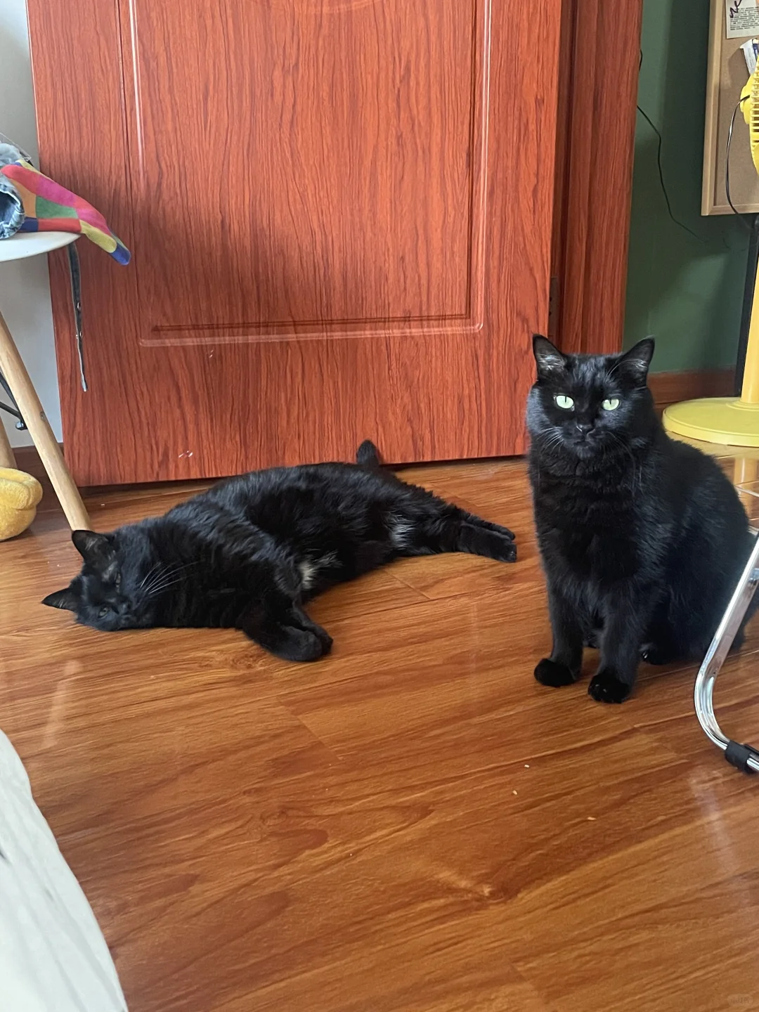 一模一样的猫为什么要养两只，因为……