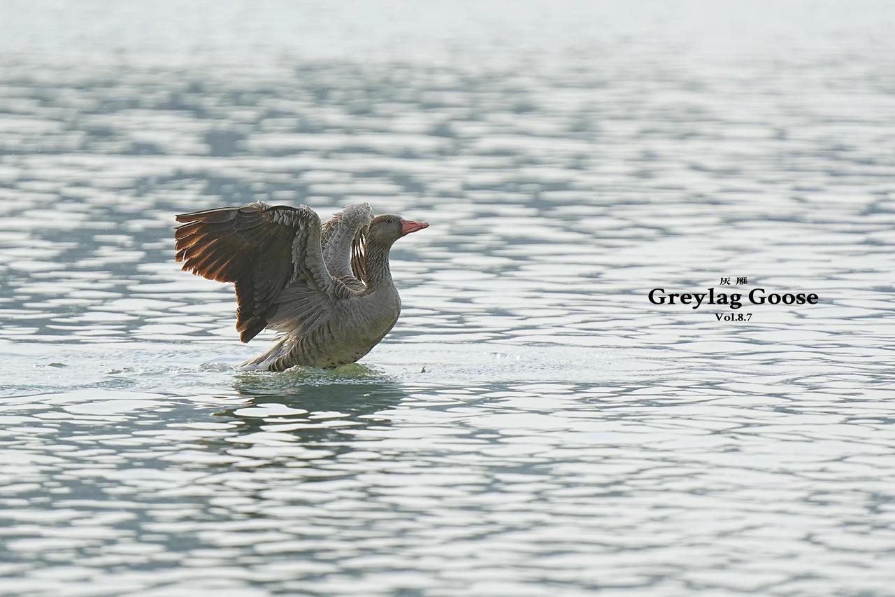 《水畔雁影：展翅的生命律动》
        标题以“水畔”勾勒静谧场景，“雁影