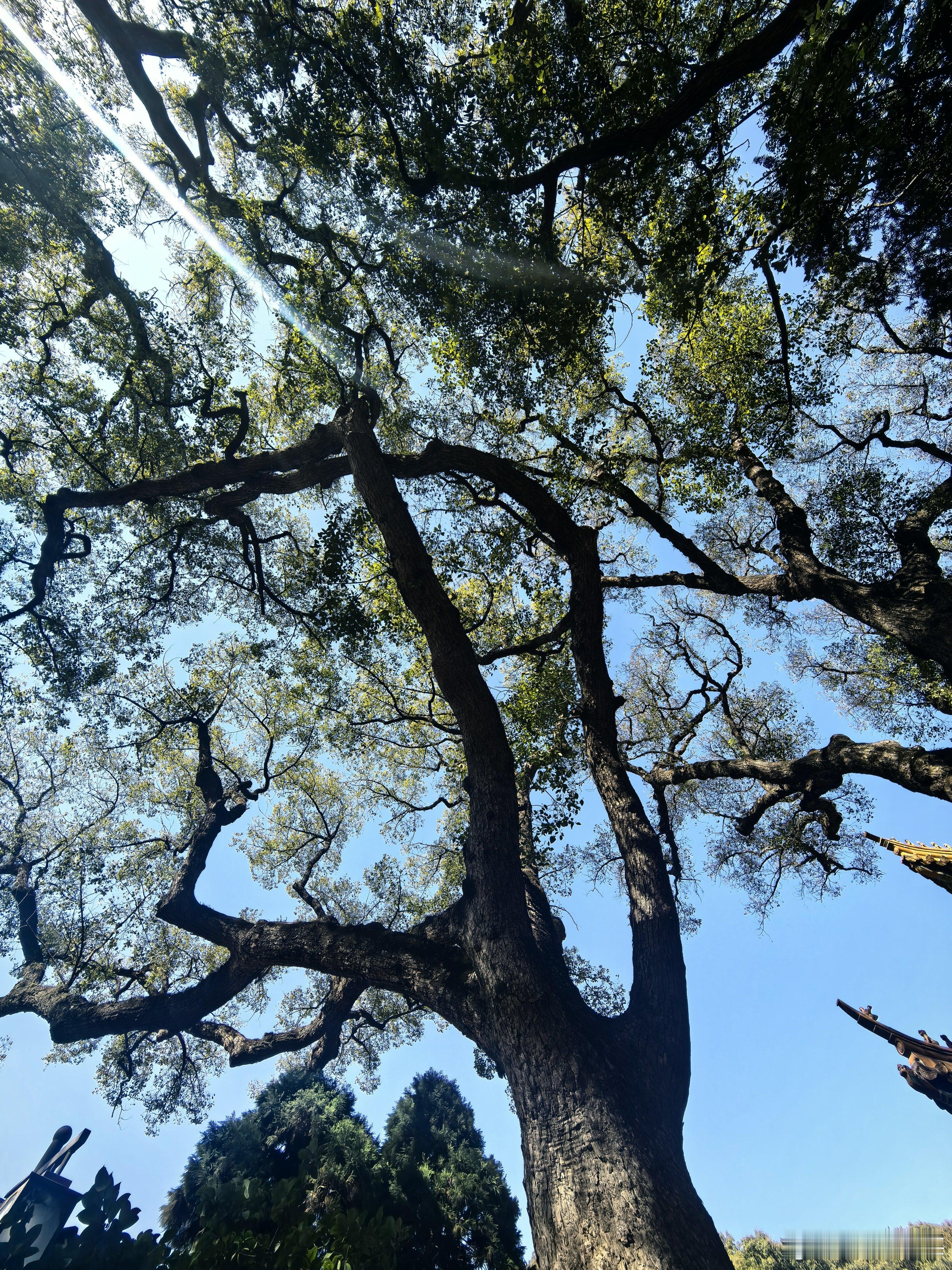 新壁纸  早安！ 