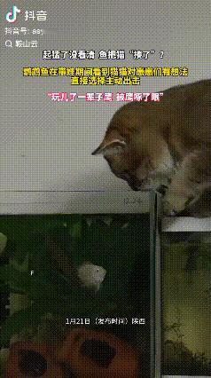 钱花值了！陕西渭南，女子养了鹦鹉鱼和一只猫，结果鹦鹉鱼孵化出了鱼宝宝，猫咪就好奇