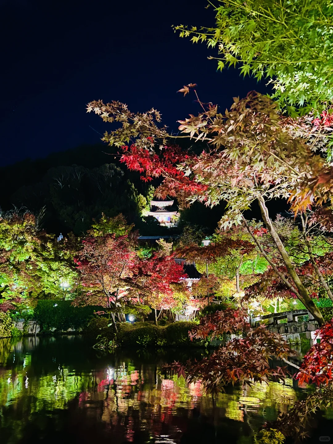 11月22日京都永观堂枫叶🍁2份熟