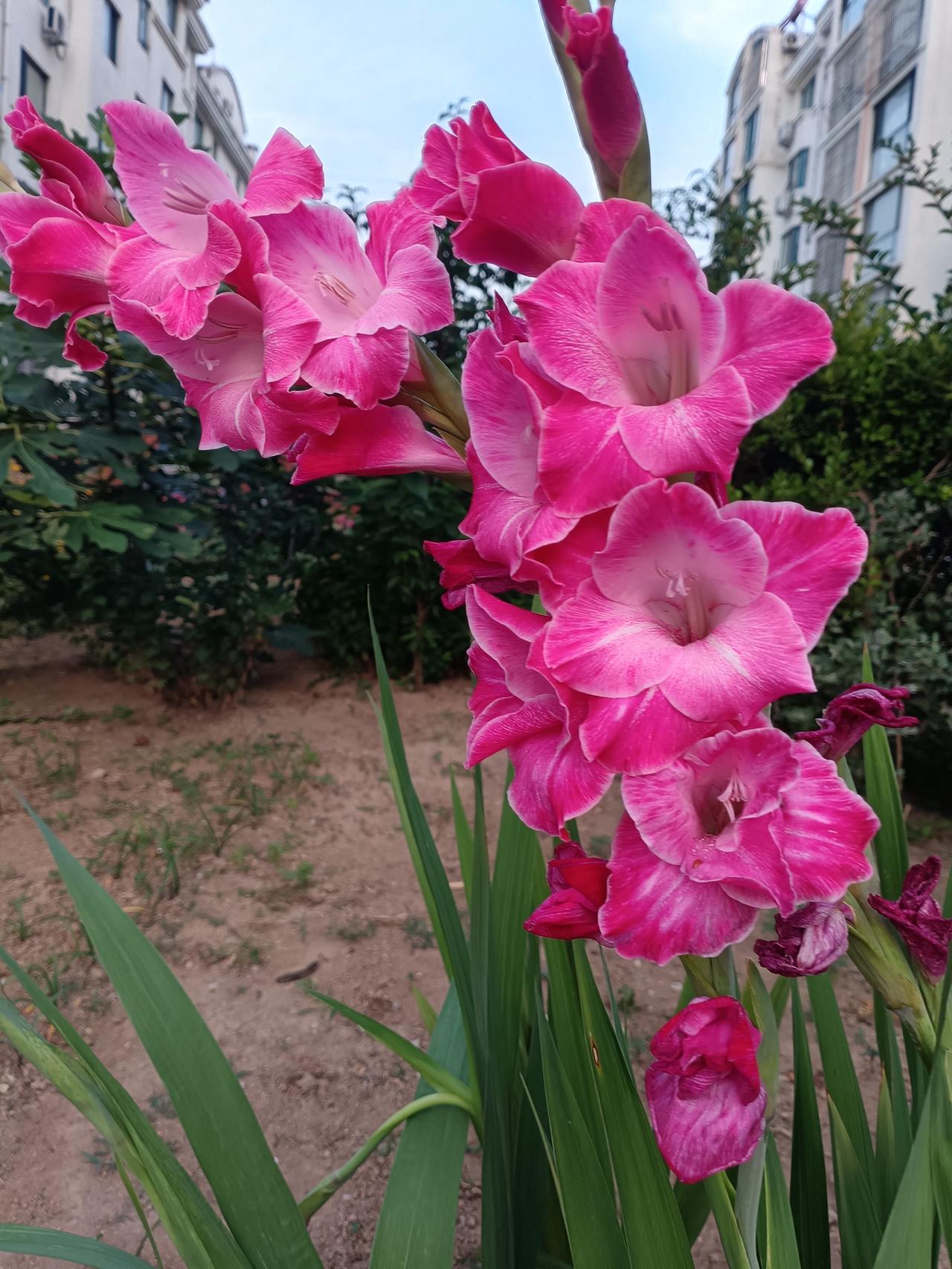 唐菖蒲，别名剑兰，花色明艳如霞，花序挺拔似剑，层层绽放于绿叶之间，尽显风骨与柔情