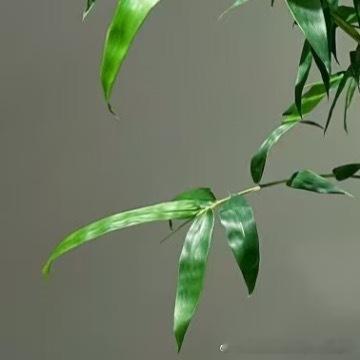 每日一善种植 佛肚竹的种植方法1、盆土选择佛肚竹适宜在排水良好、疏松透气、富含腐