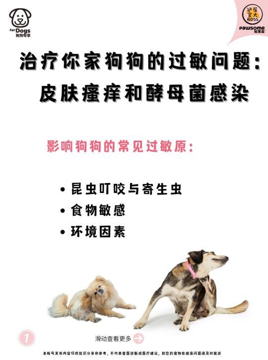 狗狗的过敏问题：皮肤瘙痒和酵母菌感染