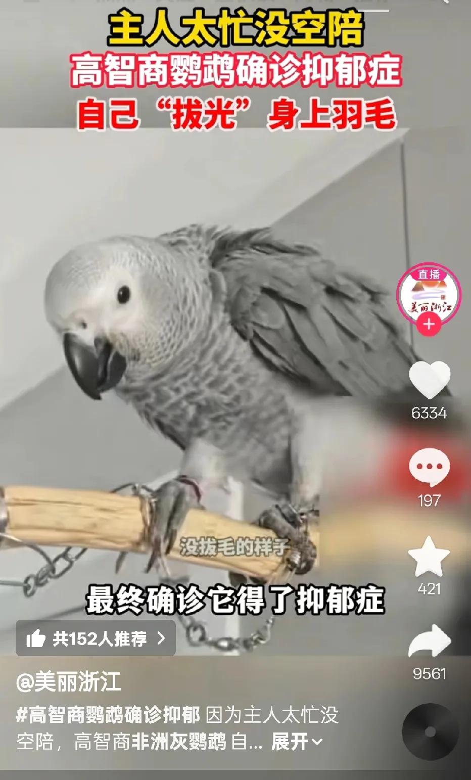 原来鹦鹉🦜的智商还挺高，高到它竟然得了抑郁症！[震惊]看到这个新闻，长见识了，