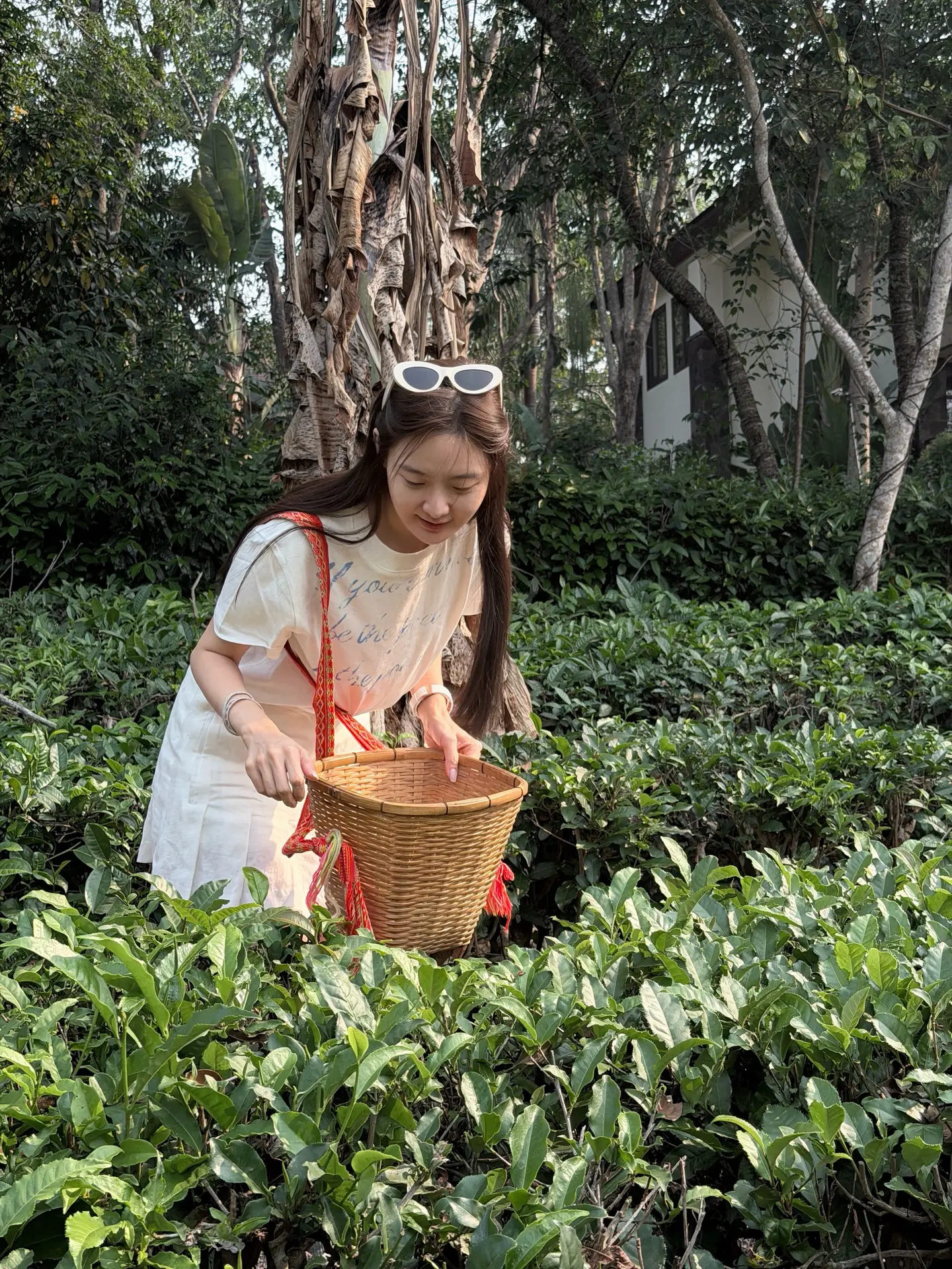 茶田少女