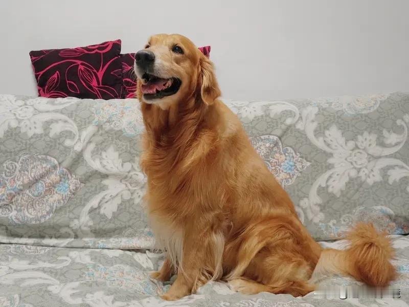 你遇见过通人性的动物吗 我遇见过不少通人性的动物！就说我朋友家的金毛“米米”，朋