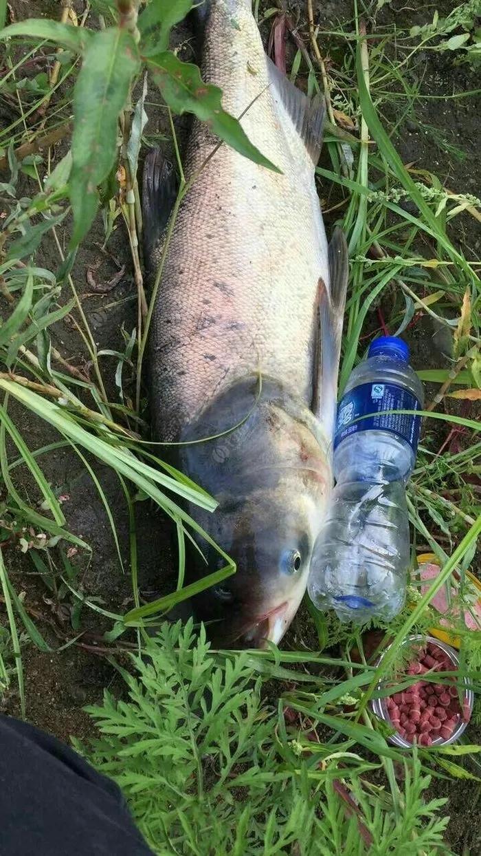 周末闲来无事，下午睡醒就到一个野湖去钓鱼，从下午3点钓到5点，说巧不巧就钓了一条
