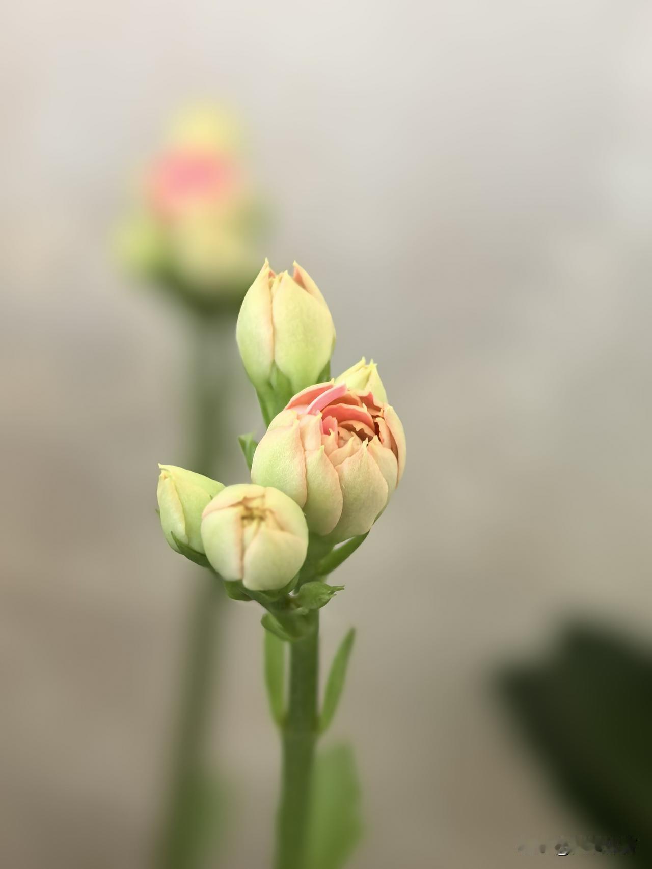 百媚千娇长寿花