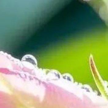 每一朵花开，都有一些含苞待放的故事 