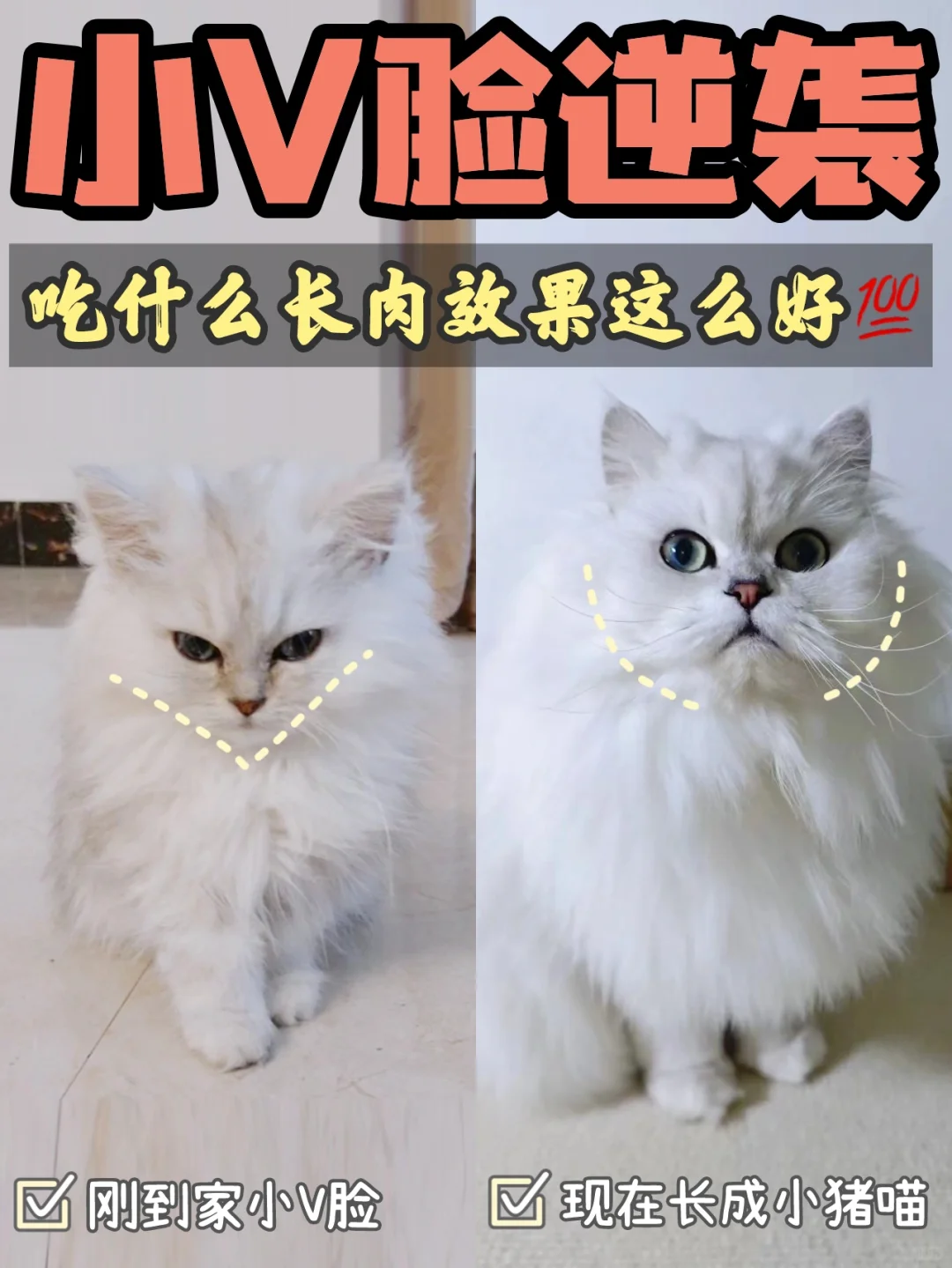 猫咪吃什么长肉效果这么好💯左滑进来看