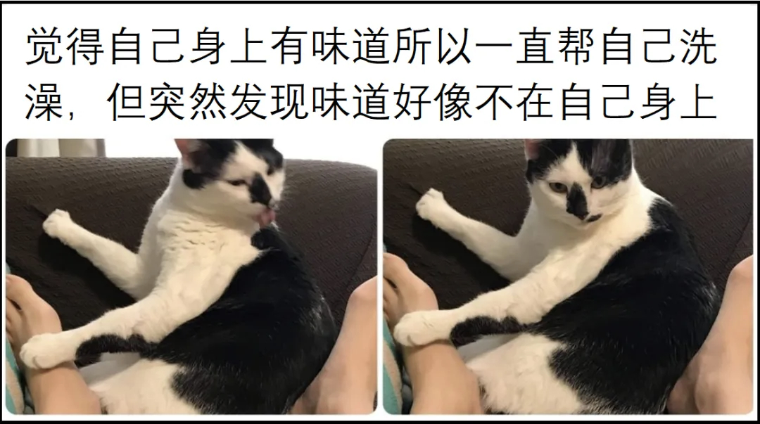 原来是枕头里藏着发了霉的梦和我腐烂的理想meme ​​​