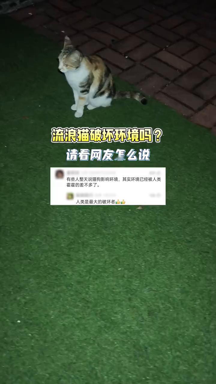 流浪猫破坏环境吗？请看网友怎么说。
有些人整天说猫狗影响环境，其实环境已经被人类
