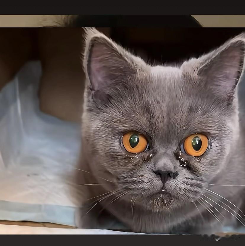 5岁小孩摔死刚出生的3只小猫，并把摔死的小猫扔到猫妈妈面前，猫妈妈亲眼看着小猫惨