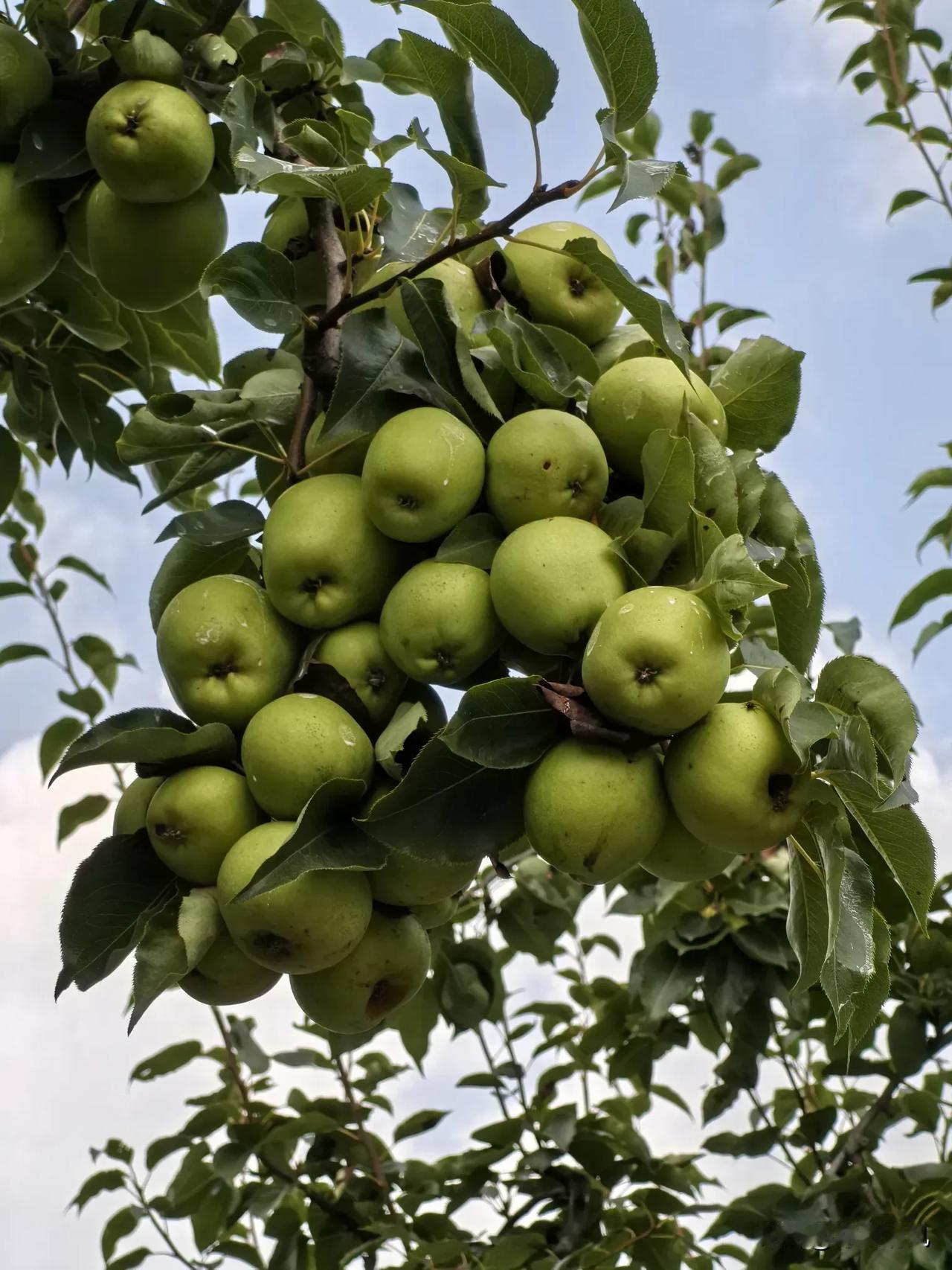 时值大暑，硕果累累。