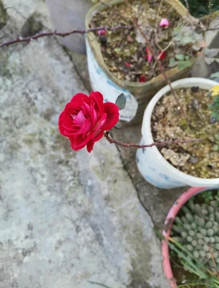 叶子都没一片，挺倔的