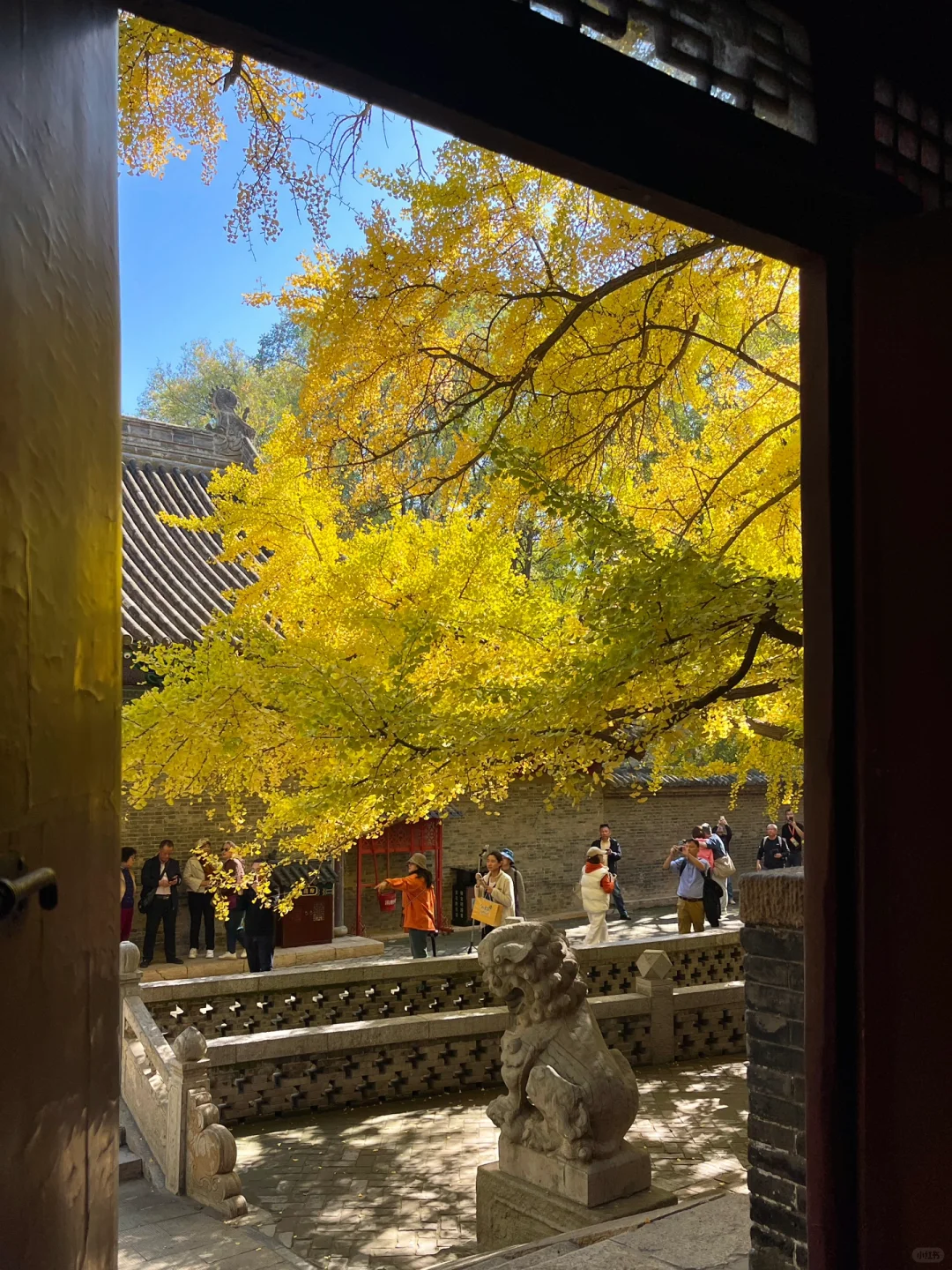 10.24live实拍❗️晋祠500年古银杏美到封神😭