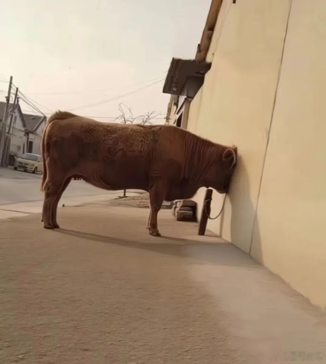 来个涨停，我好去消费嘛，促进应该这样咯。 