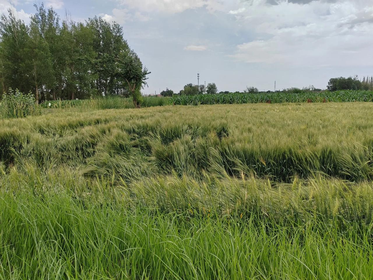晒出美好的乡村风景