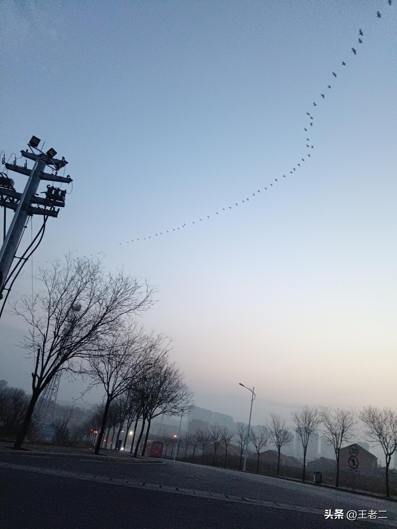 一大早，在西山公园路上，看到飞过的燕群，一字排开，颇为壮观。于是，不失时机，拍下