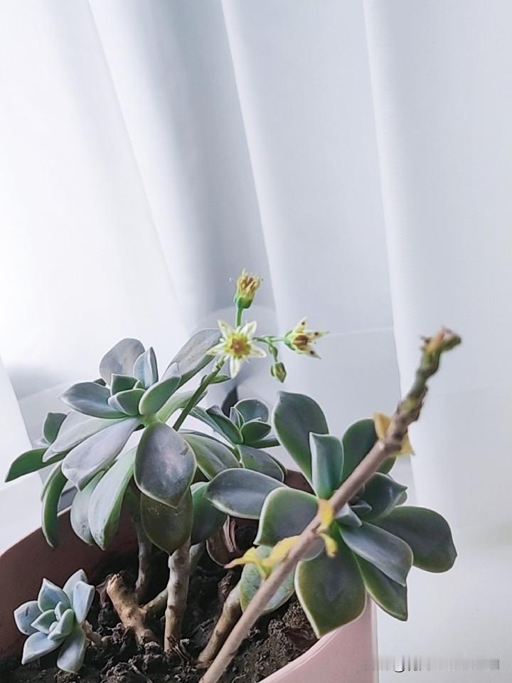 阳台的宝石花共四朵。
一朵花瓣已经谢了。一朵花瓣的5个紫色小点点不见了。一朵正是