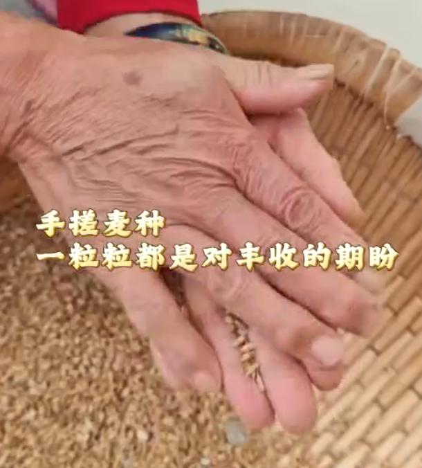 64岁女育种专家手工搓千斤麦种：她蹲在地上搓的，是中国人的饭碗！

9月28日，