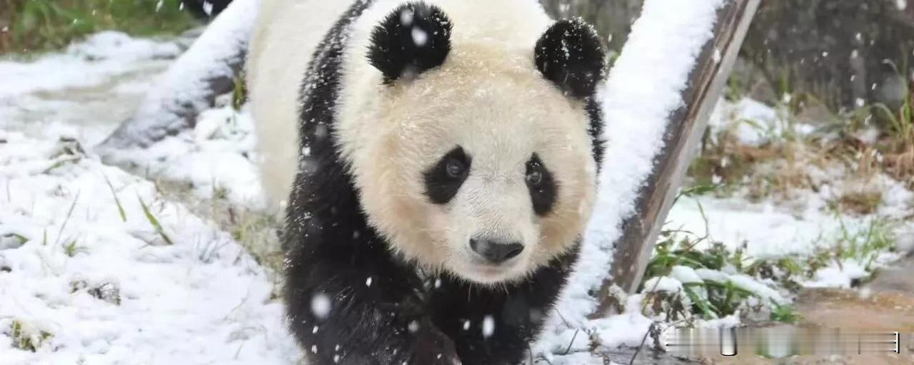 中国可能已在靠近中国和蒙古边境的导弹发射井中，装载了100多枚“东风-31”（D