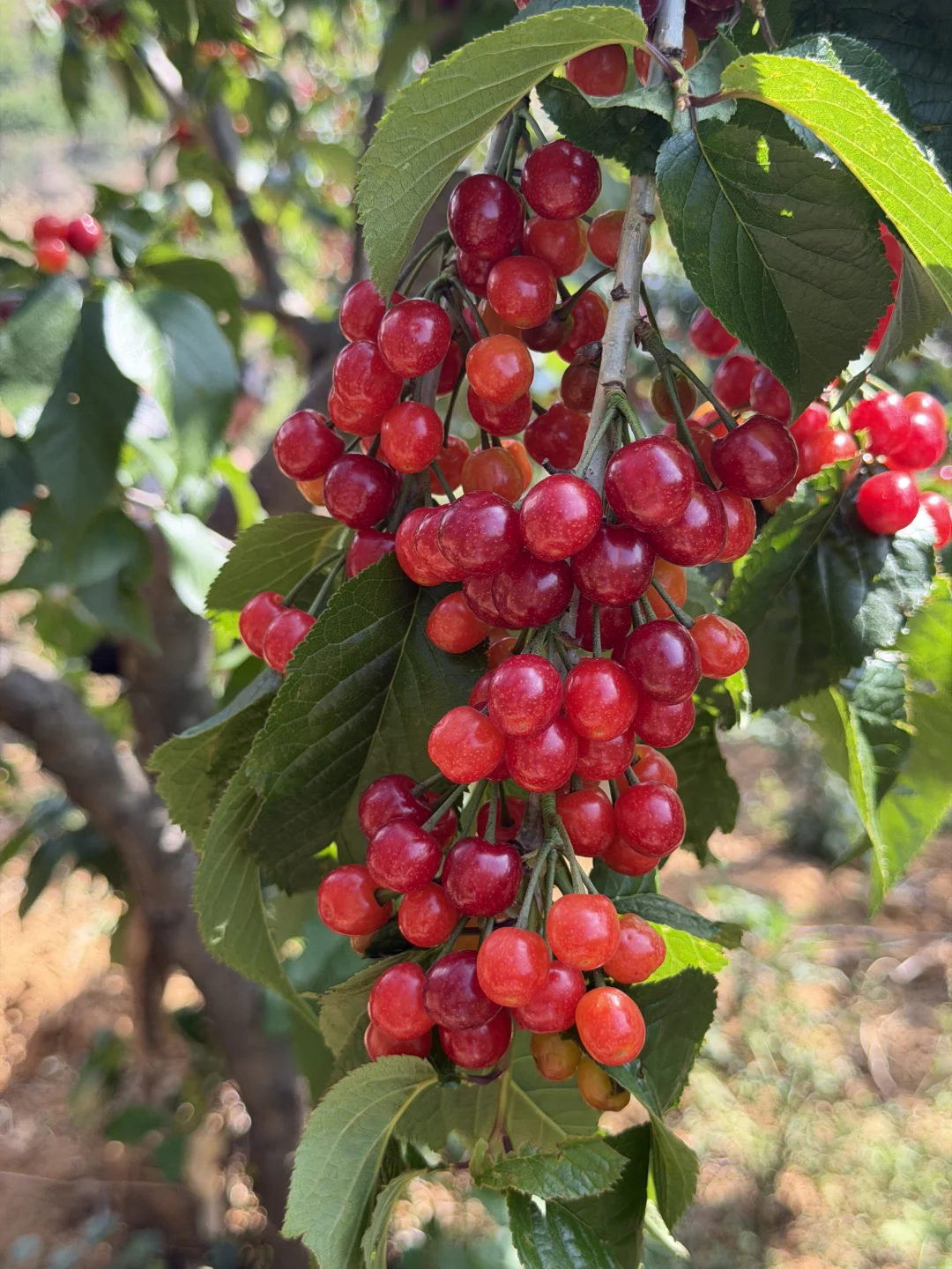 且吃且珍惜，倒计时5天下架
