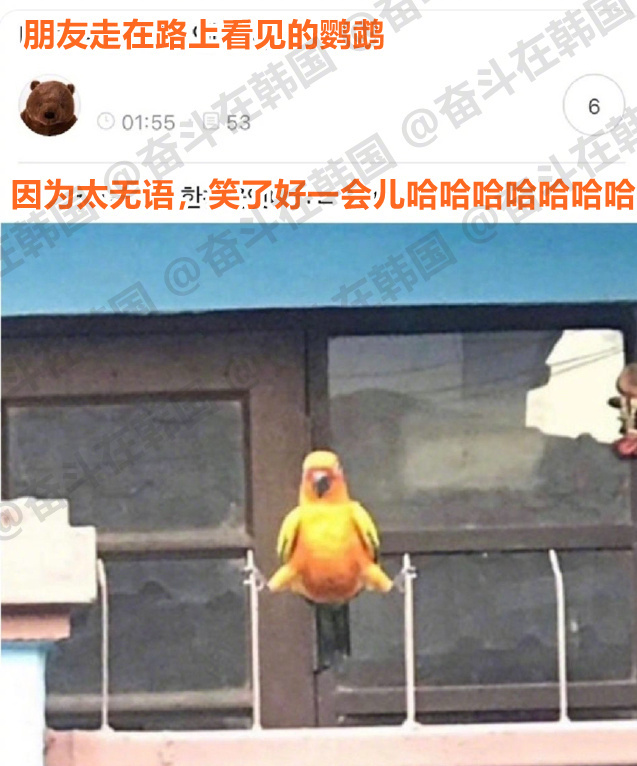 太无语，让人笑了好一会儿的鹦鹉  海外新鲜事 ​​​