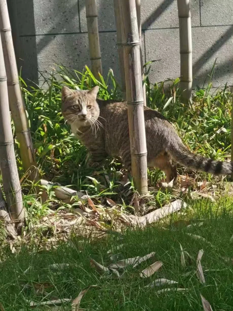 刚才被这只超软萌超嗲的豆豆眼狸花猫碰瓷