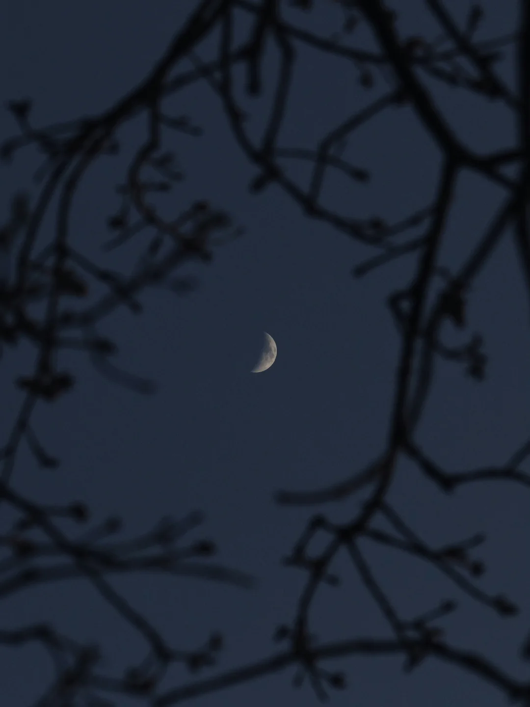 寻找同样喜欢抬头拍🌲树的人