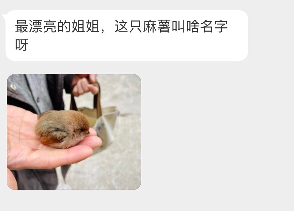 一团棕头鸦雀！像茶叶蛋🥚 ​​​