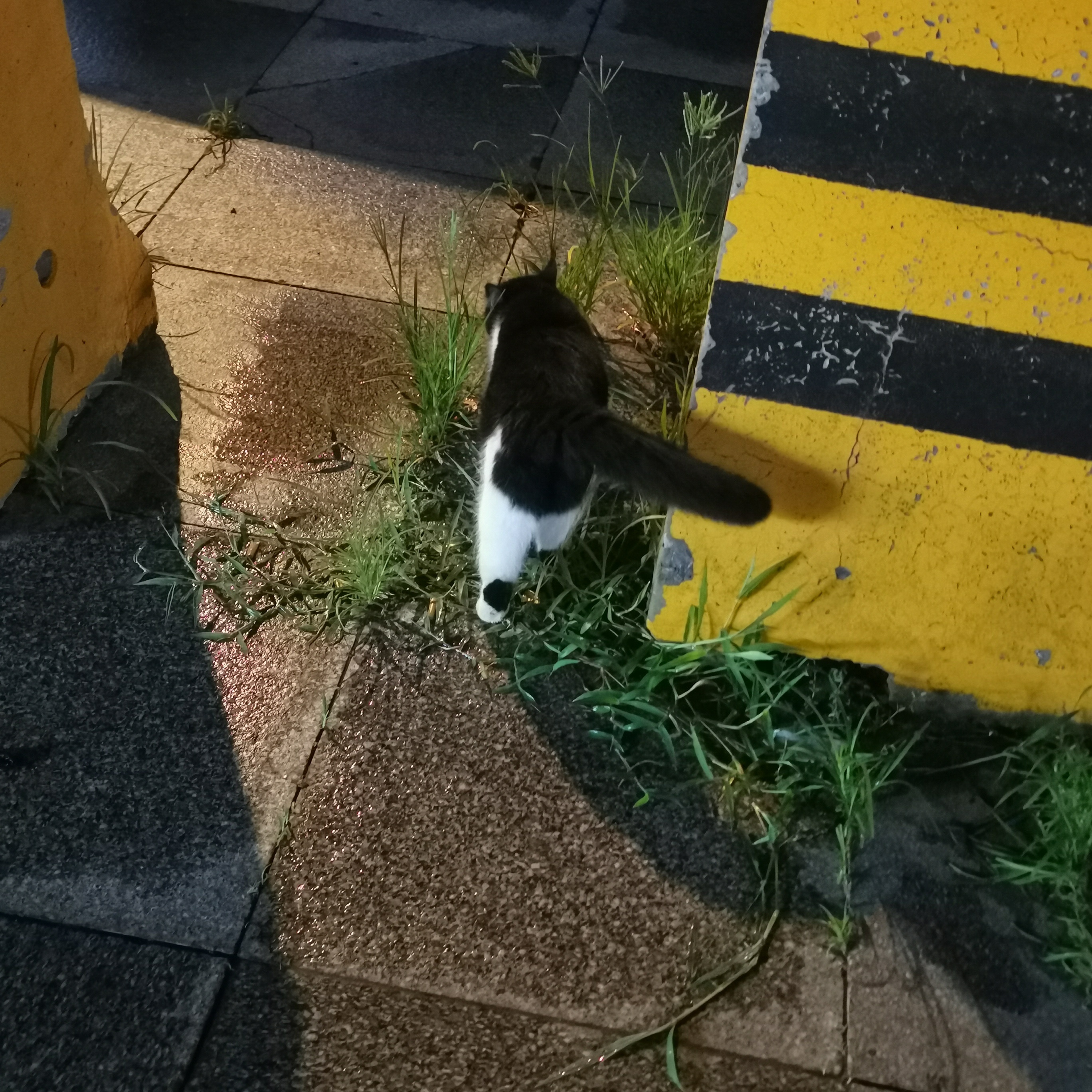 哇！猫在吃草！好可爱啊肥嘟嘟的小猫咪 