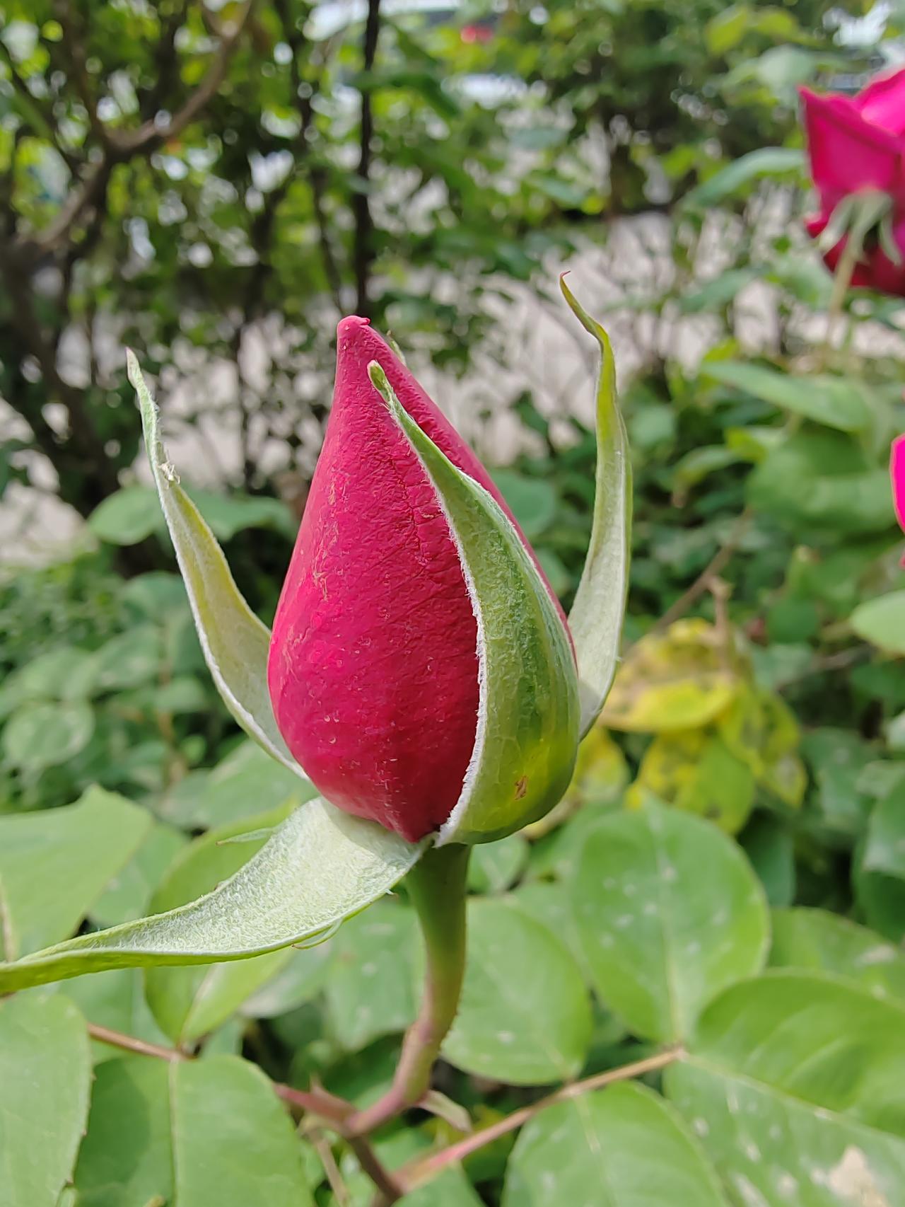 晒晒手机里拍的花花草草