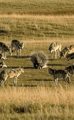 豪猪暗器使的好，一群狼都拿它没有办法，这群狼本想吃一顿肉，结果被暗器所伤，看那痛