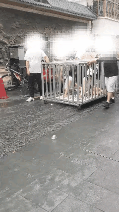 湖南汨罗市两名女子和一条黑狗被关进金属笼子，挂着写有“偷人的”纸牌，一群人推着笼