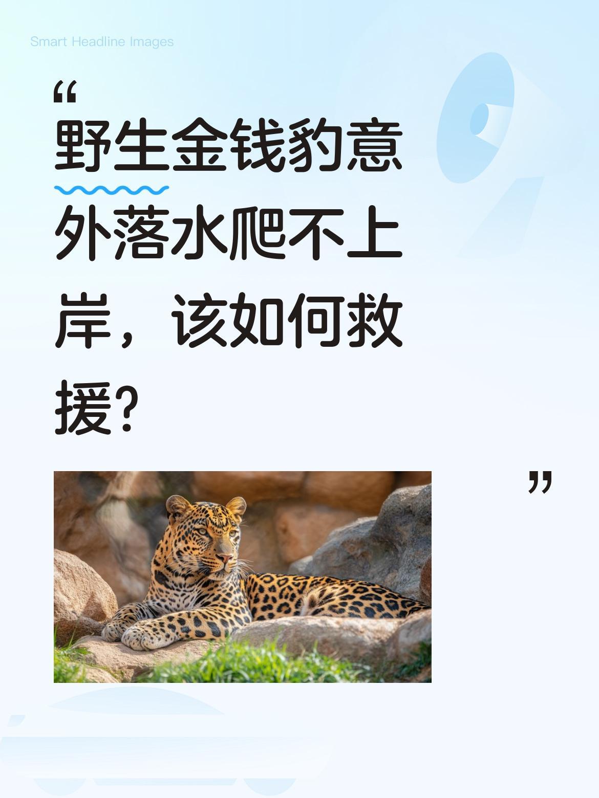 野生金钱豹意外落水爬不上岸，该如何救援？
近日有消息称一只野生金钱豹不慎掉入水库