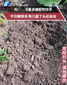 头皮发麻！安徽，一女子在自家菜地割菜，当她伸手拨开菜叶时，发现一条小蛇盘踞其中，