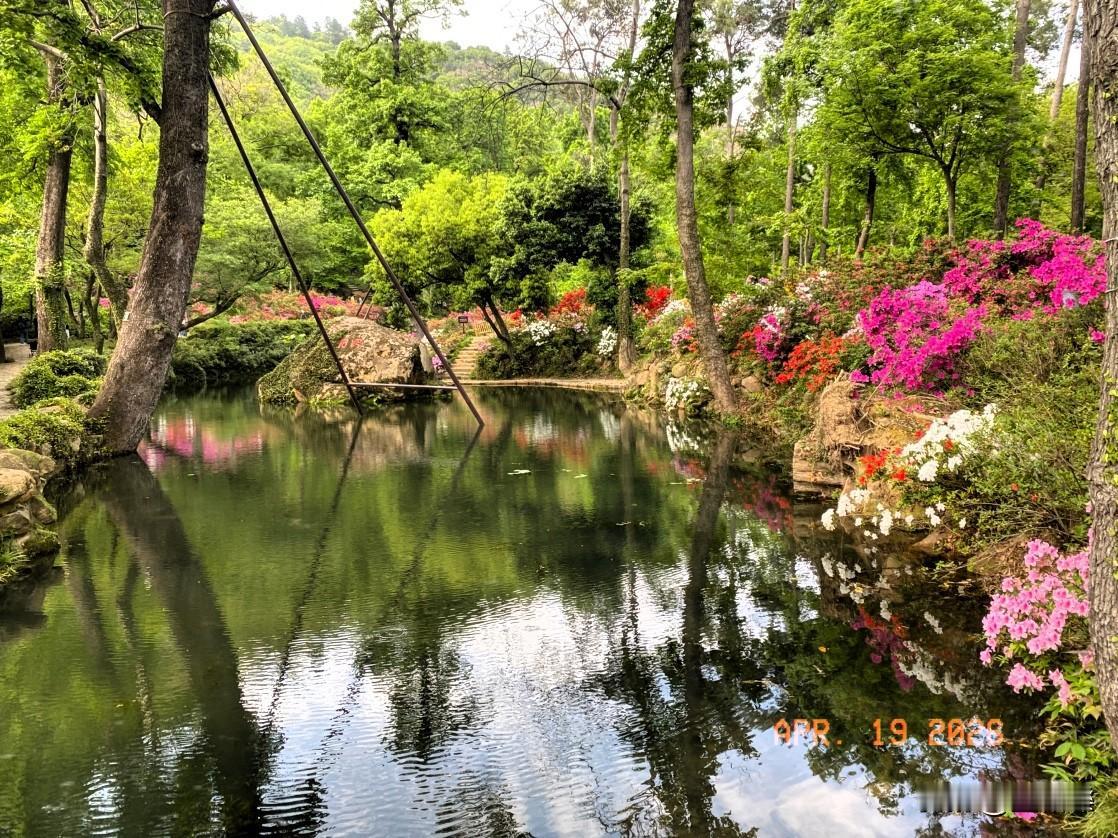 《全球五分之一野生种杜鹃齐聚苏州》
家人们谁懂啊，苏州天平山简直是杜鹃爱好者的天