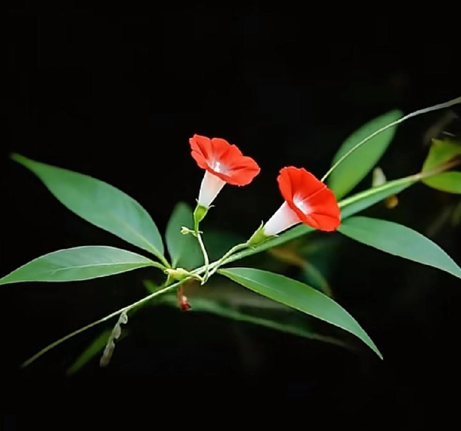 【立贴为证，53岁，2026年目标】
1、辞职，在人间最美4月天回到家乡。
2、