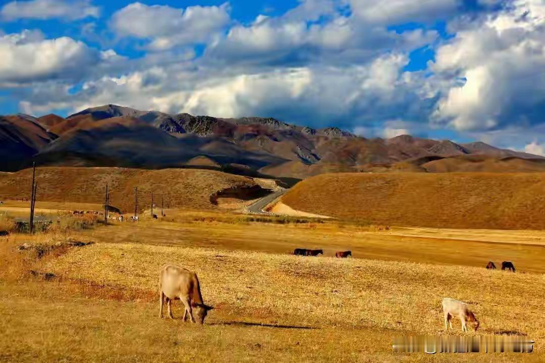 一
上联：一地秋菊艳
下联：万顷野草枯
