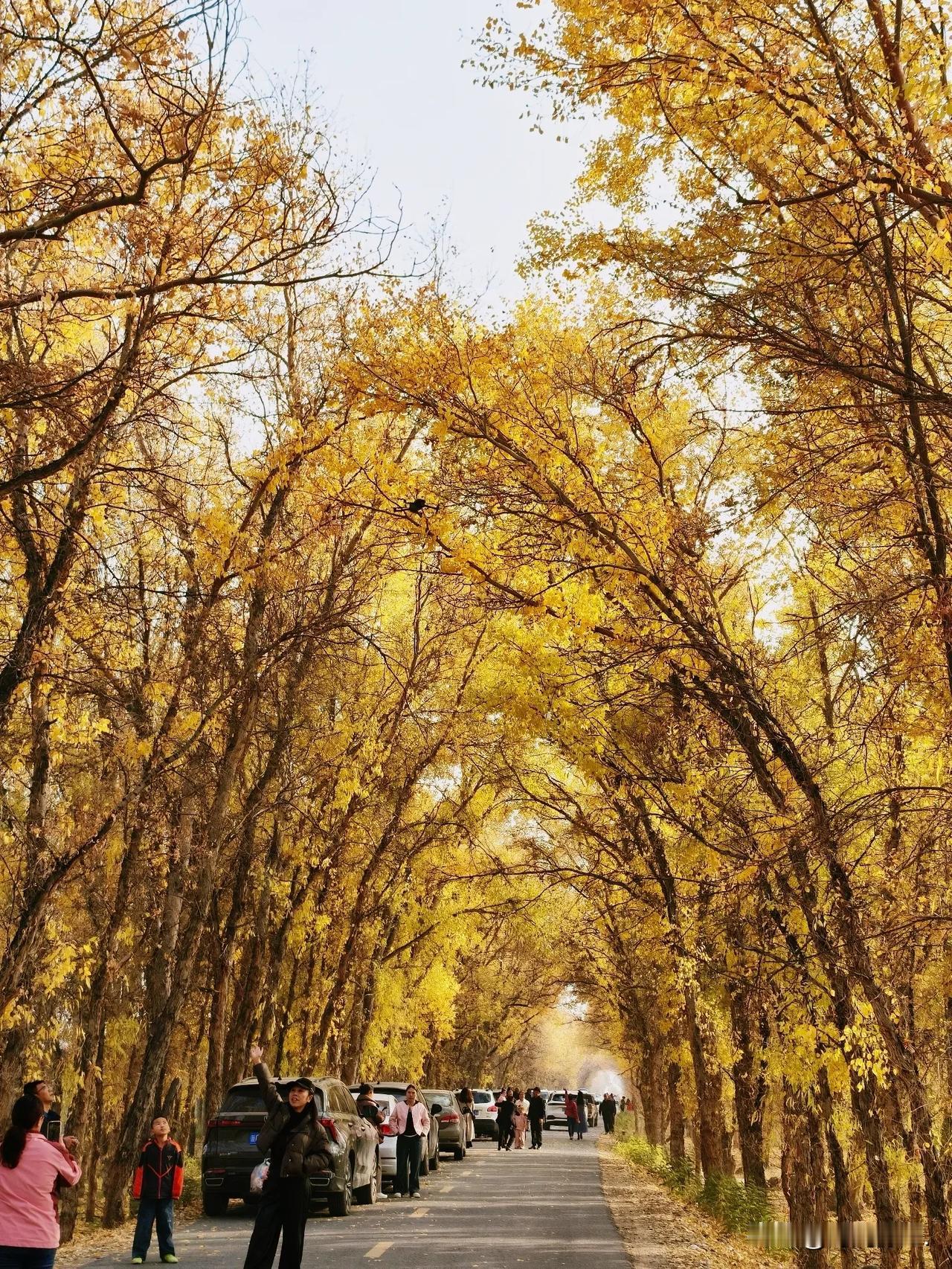 玛纳斯北五岔胡杨林值不值得去？

周末慕名去了玛纳斯北五岔镇网红胡杨林。说是胡杨