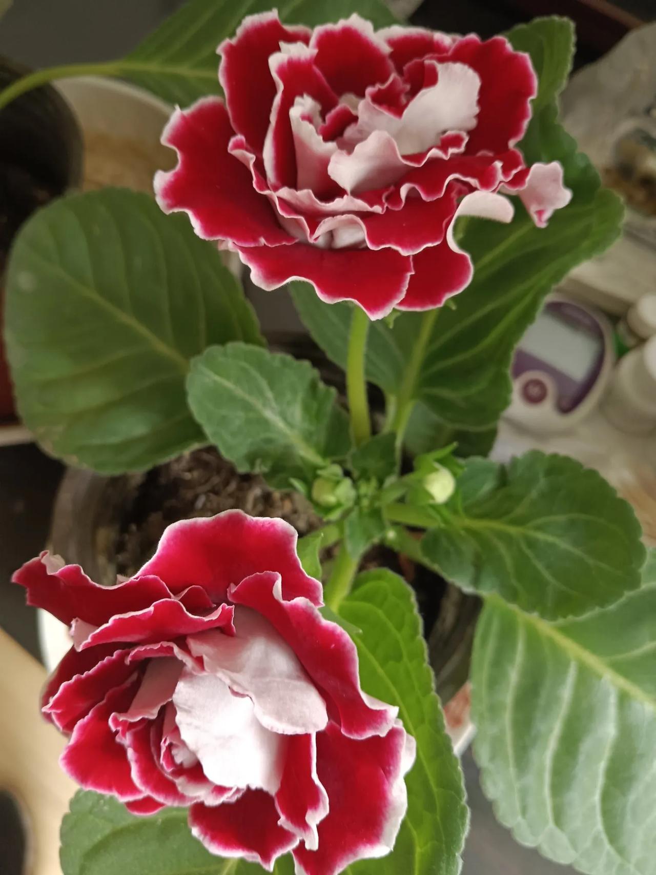 花好月圆